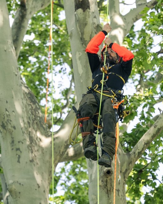 Postroj pre arboristiku Petzl Sequoia